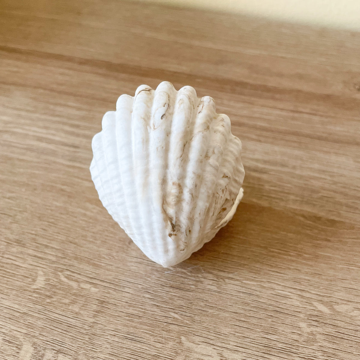 kleine muschel als schmuckschale