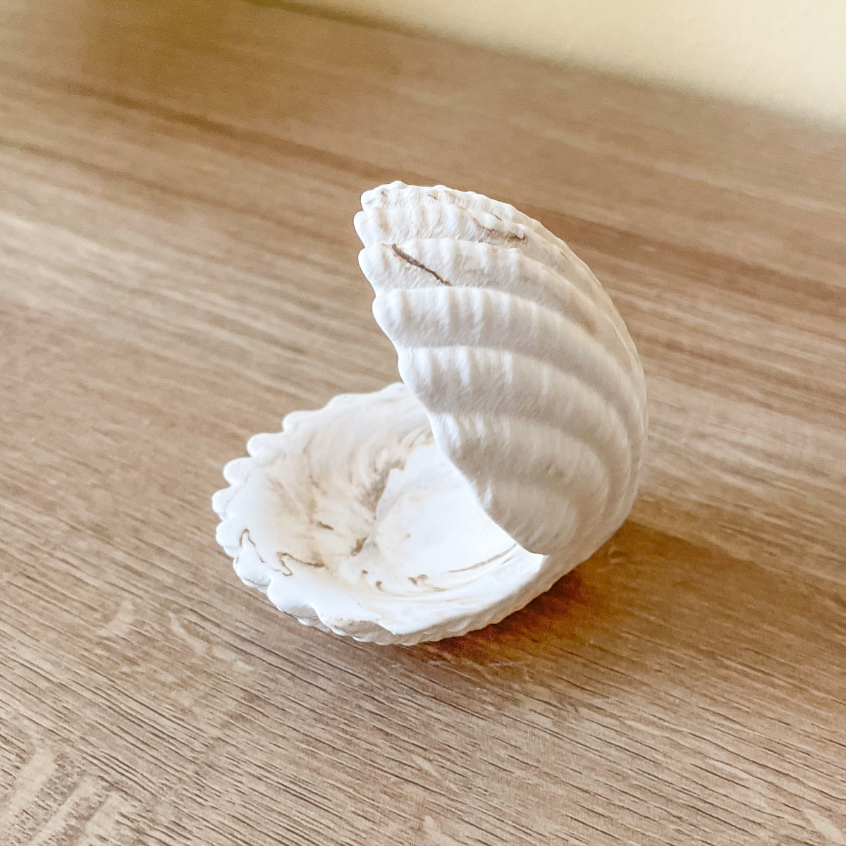 mini muschel schmuckschale